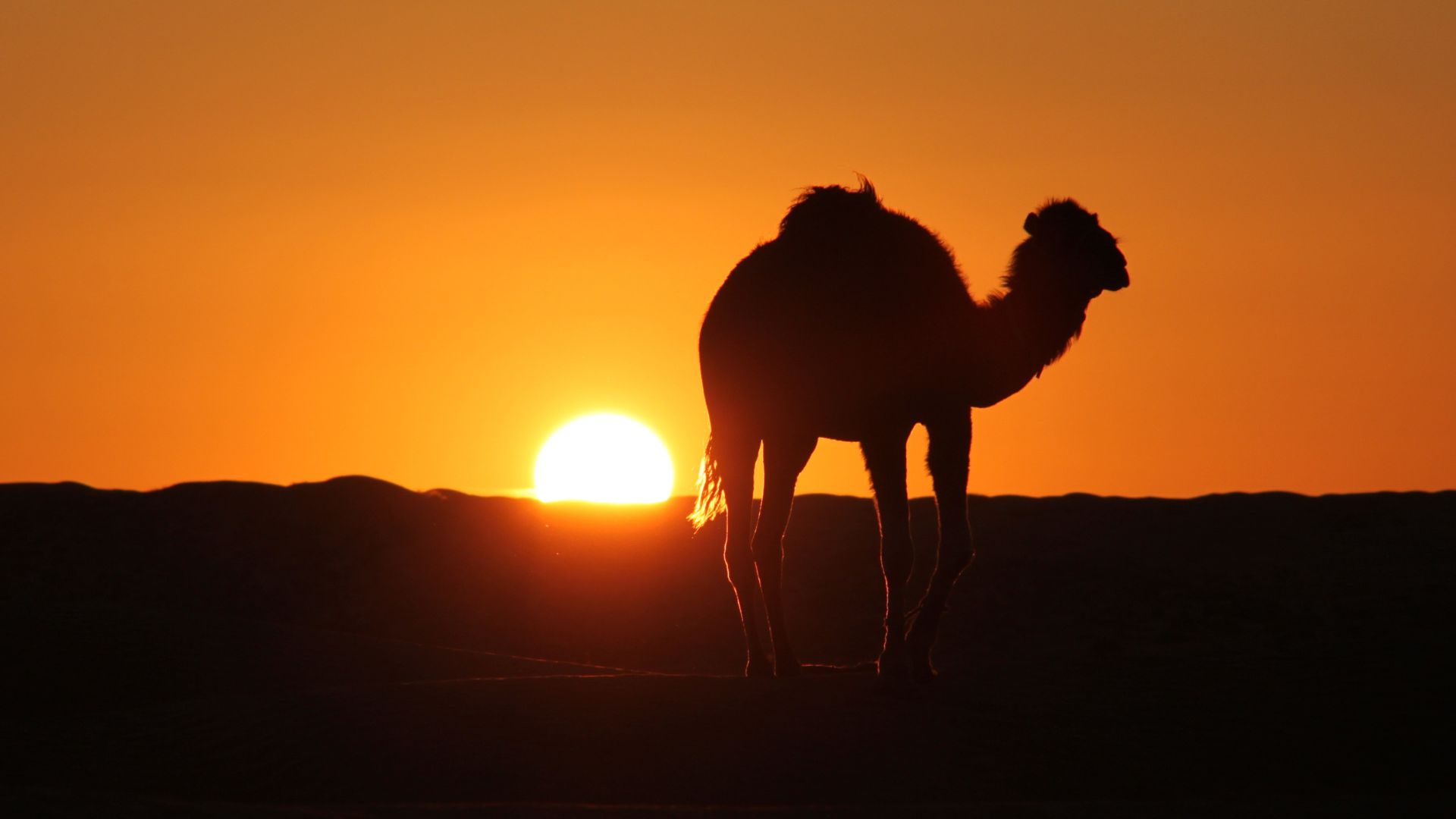 Die Kamelschlacht – Der erste Bürgerkrieg im Islam